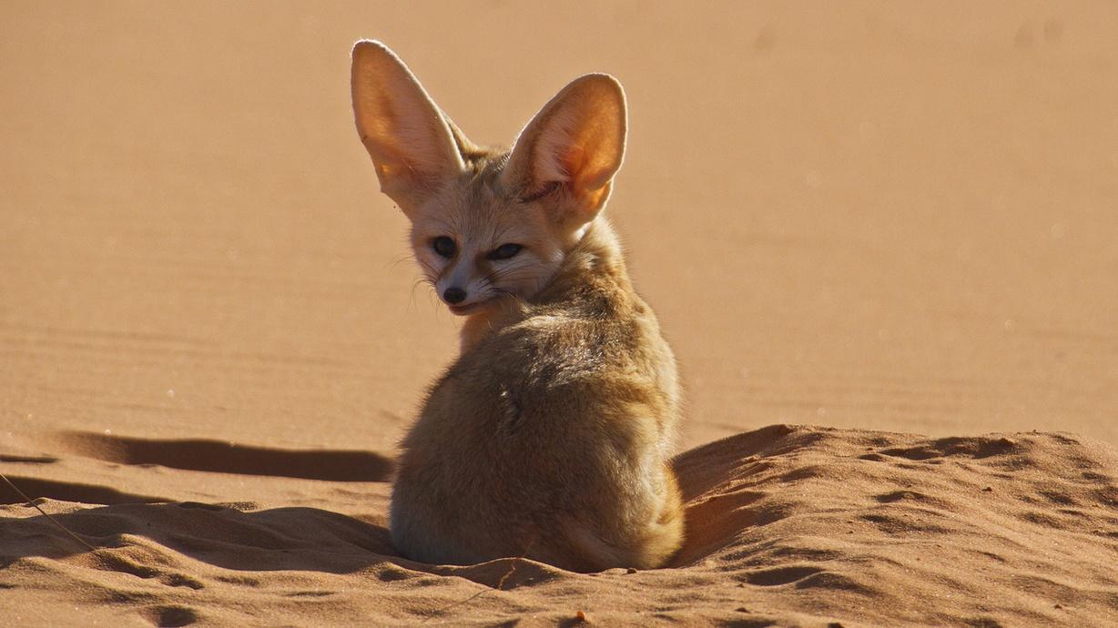 desert fox fake id